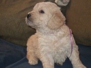 4 week old Goldendoodle Puppy